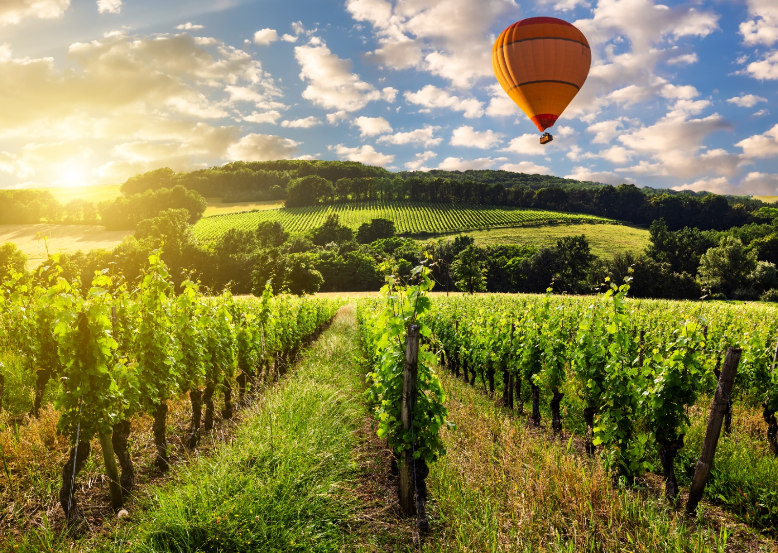 Hot air balloon experience in wine country