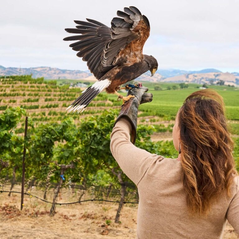 Falconry experience for corporate groups