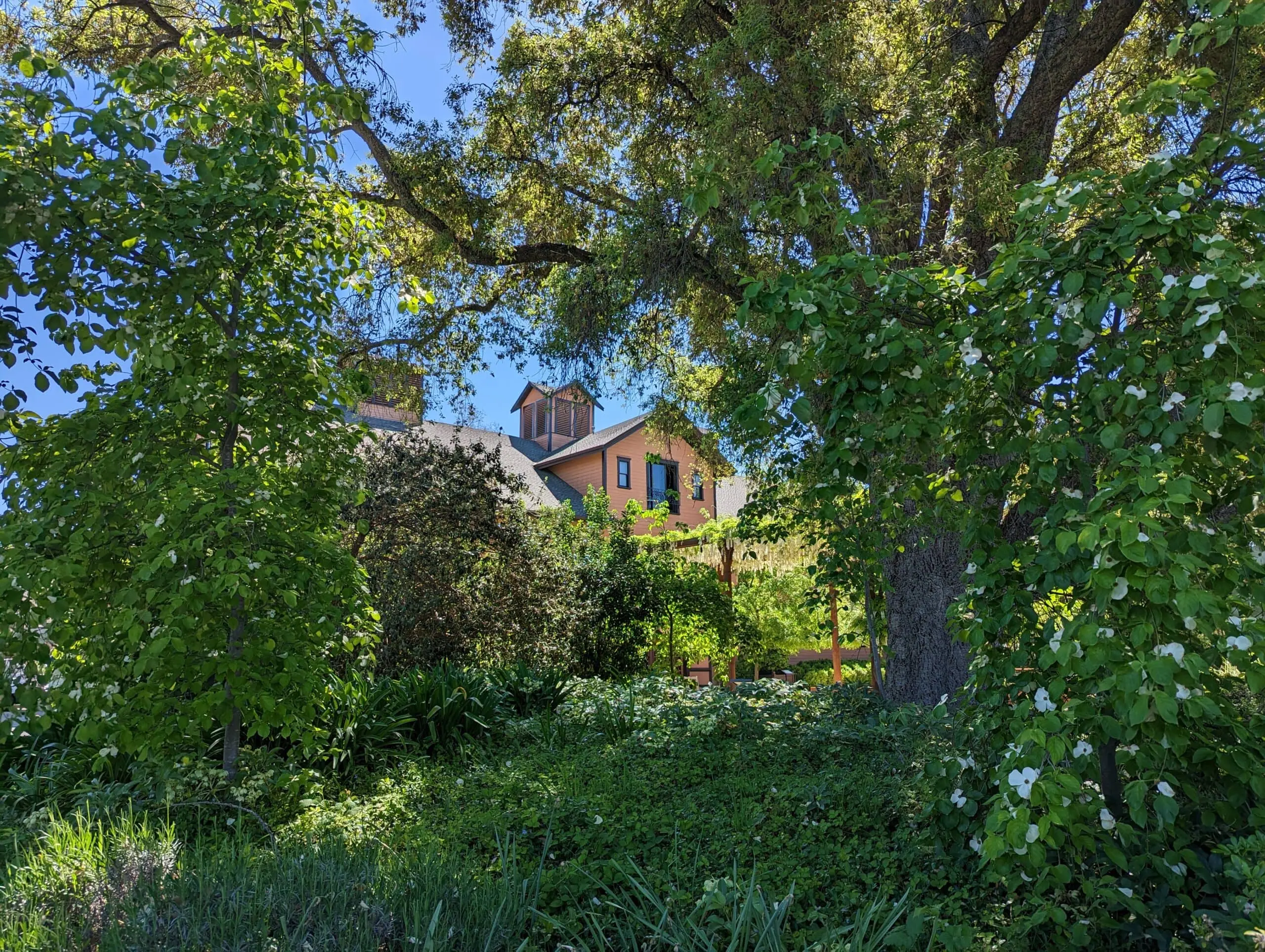 NapSac Wine Tours — wine country vineyard