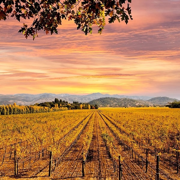 Amador County vineyard