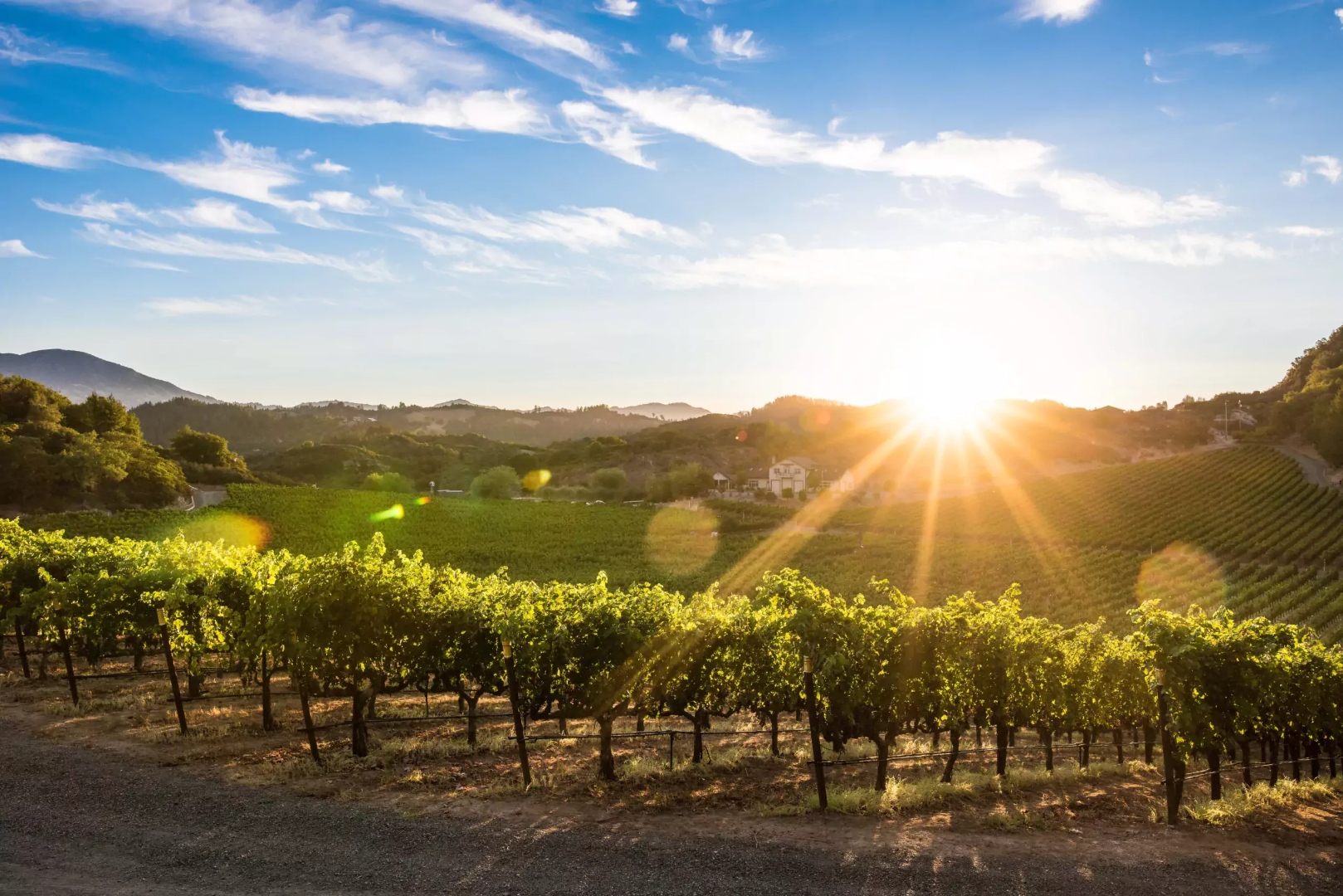 Napa Valley vineyard