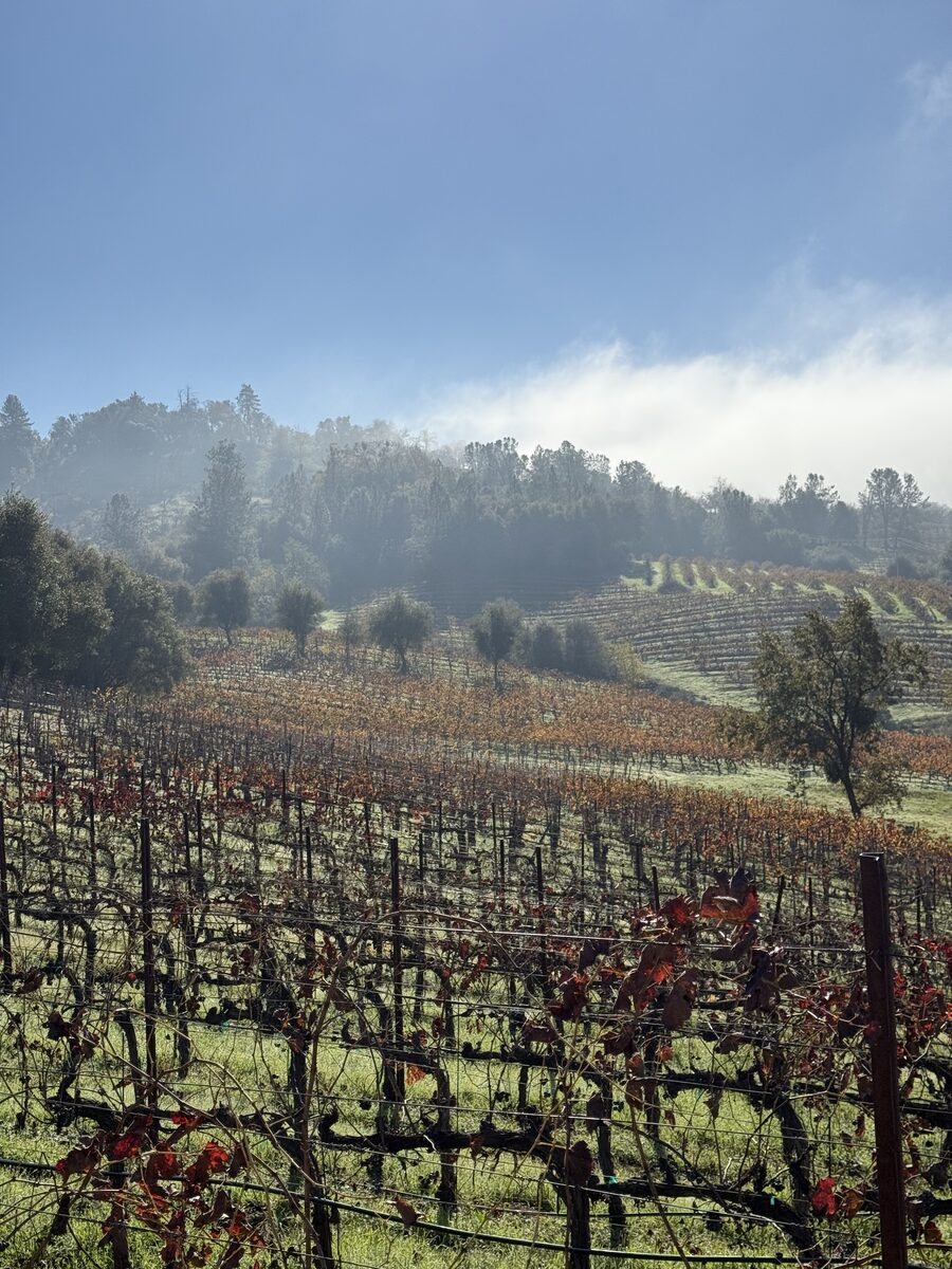 NapSac guests enjoying wine country