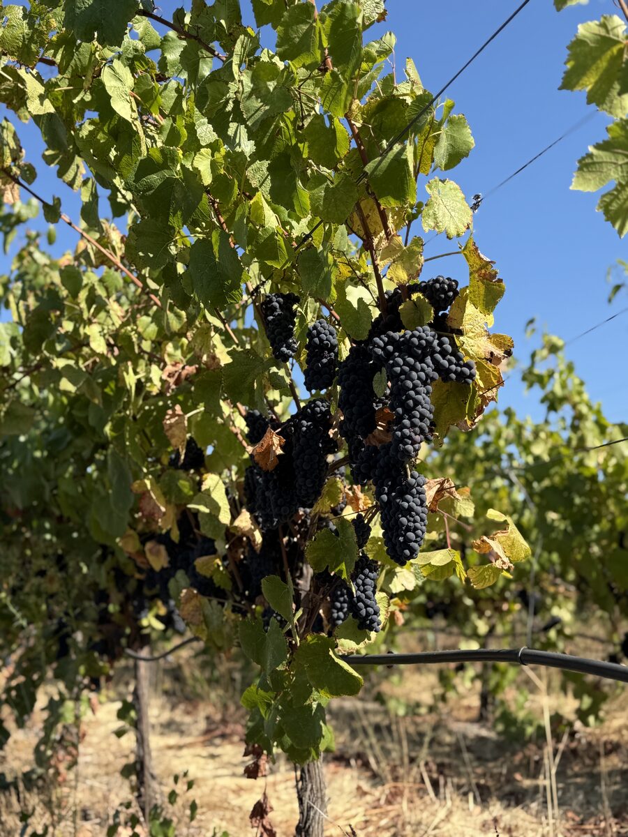 Sonoma winery experience